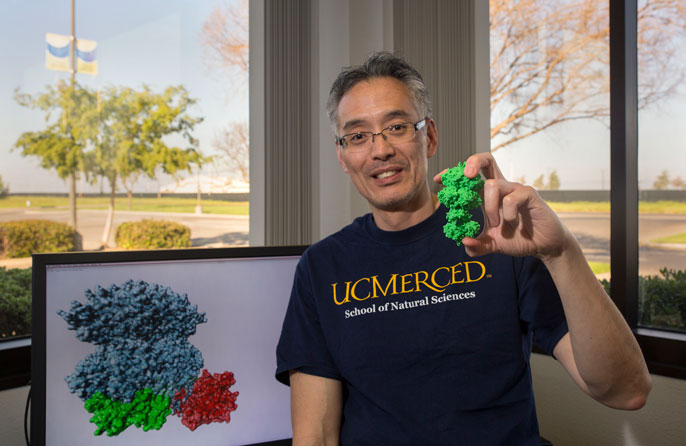 (Credit: UC Merced) Professor Andy LiWang shows his 3-D-printed model of the proteins that drive cyanobacterial circadian clocks.
