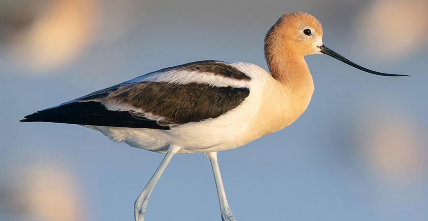 An avocet
