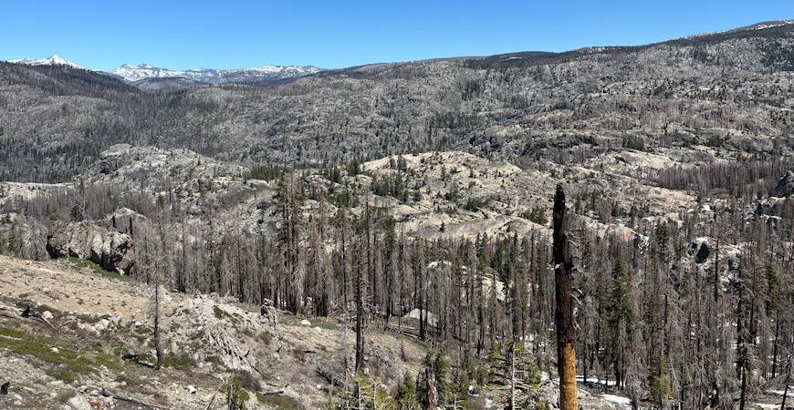 Depicted is a scene of burned-out trees and ash in the wake of the Caldor Fire. 