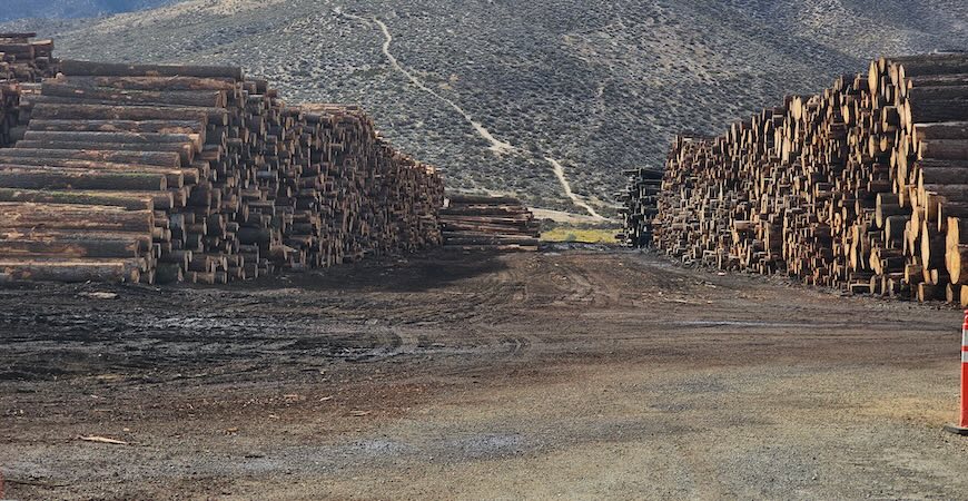 Photo depicts piles of harvested wood.