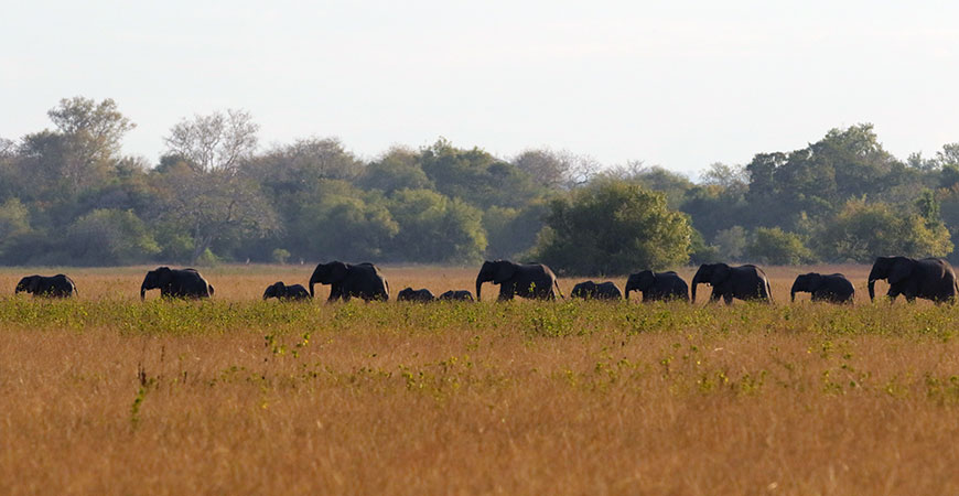 African elephants cross the savanna.
