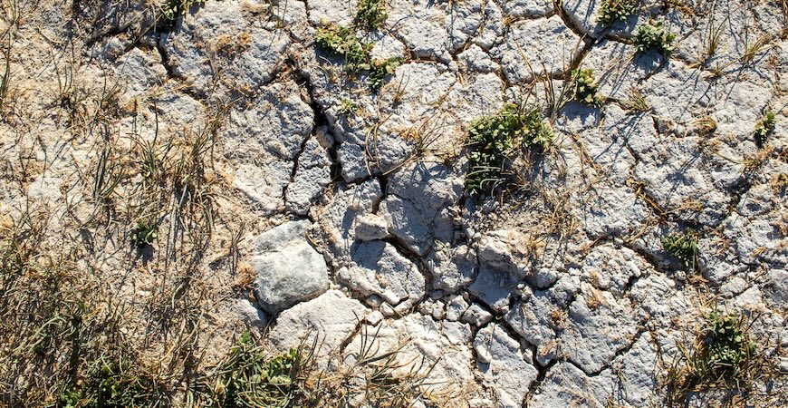 Photo depicts dry, cracked land among weeds. 