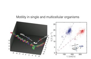 Motility in single and multicellular organisms